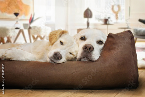 Zwei Hunde schlafen zusammen im Hundebett