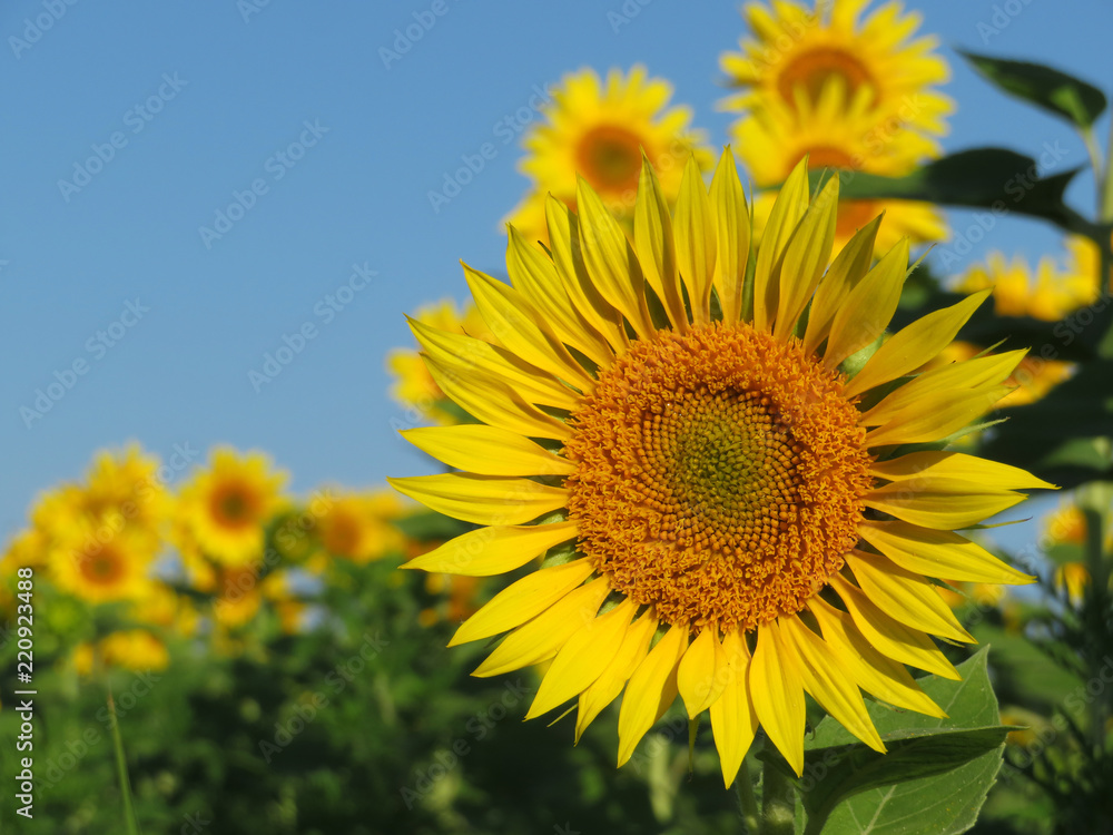 Blooming sunflowers on clear blue sky background. Sunflowers field in sunny day, picturesque rural landscape