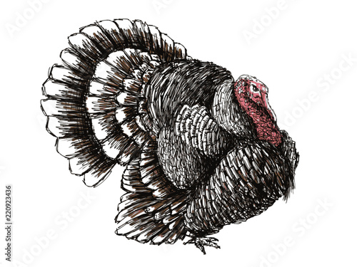 turkey