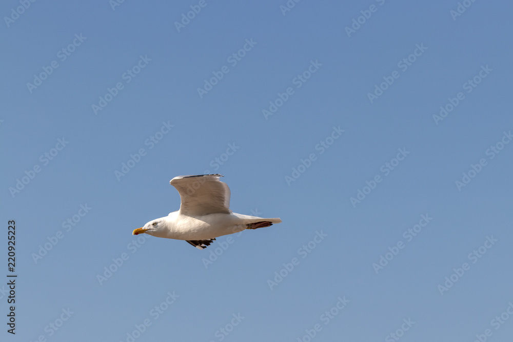 Möwe im Flug 03 Möwe im Flug 03
