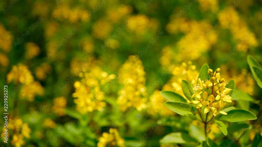 Spring field of small yellow flowers of Galphimia. Evergreen shrub of star-shaped Golden Thryallis glauca. Ornamental bloom in natural sunlight of Gold Shower. Summer meadow background, soft focus. Spring field of small yellow flowers of Galphimia. Evergreen shrub of star-shaped Golden Thryallis glauca. Ornamental bloom in natural sunlight of Gold Shower. Summer meadow background, soft focus.