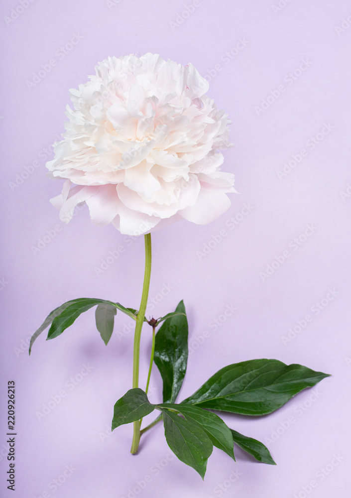 Creative minimalism of still life on a pastel purple background. Pink peony flower with green leaves Creative minimalism of still life on a pastel purple background. Pink peony flower with green leaves
