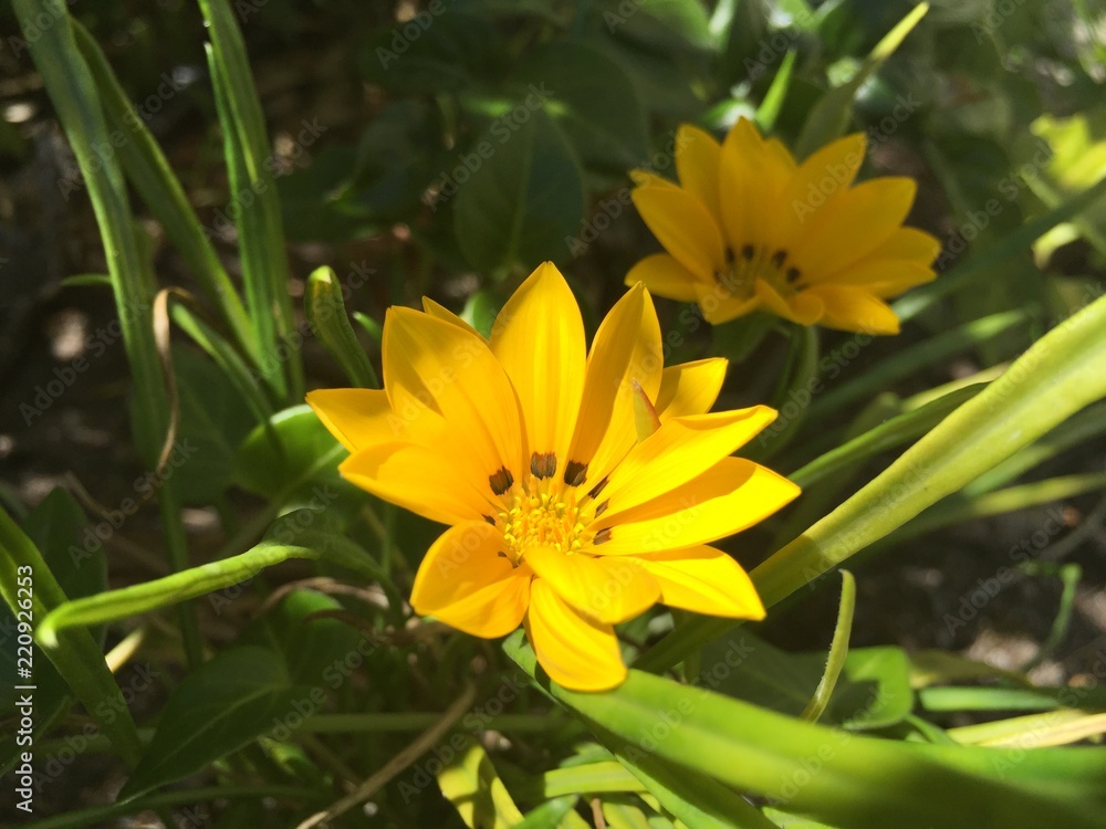 Gelbe Blume Gelbe Blume