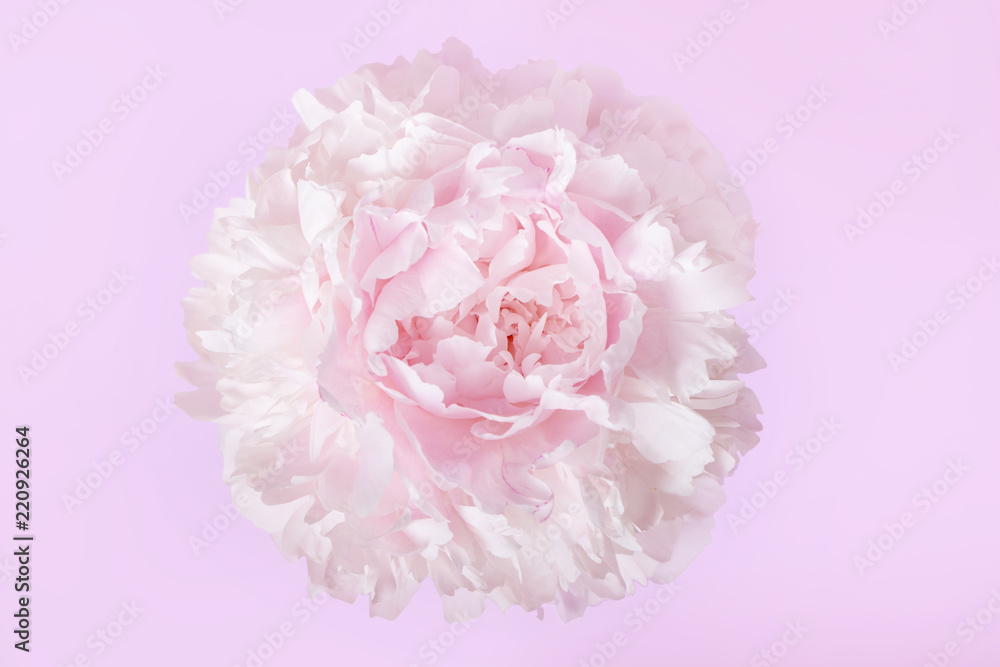 Creative minimalism of still life on pastel pink background. Pink peony flower close up. Creative minimalism of still life on pastel pink background. Pink peony flower close up.
