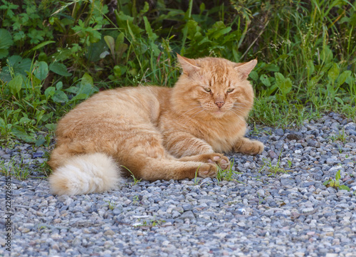 Stray cat resting at the street. Selective focus.