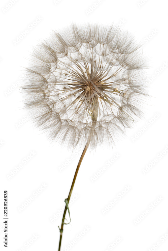 Fototapeta premium Dandelion close-up. Air beautiful Bud on a light background.