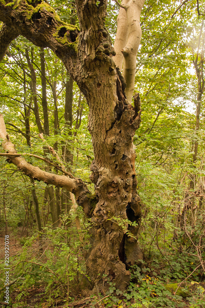 Obraz premium Knotty looking trees in the woods.