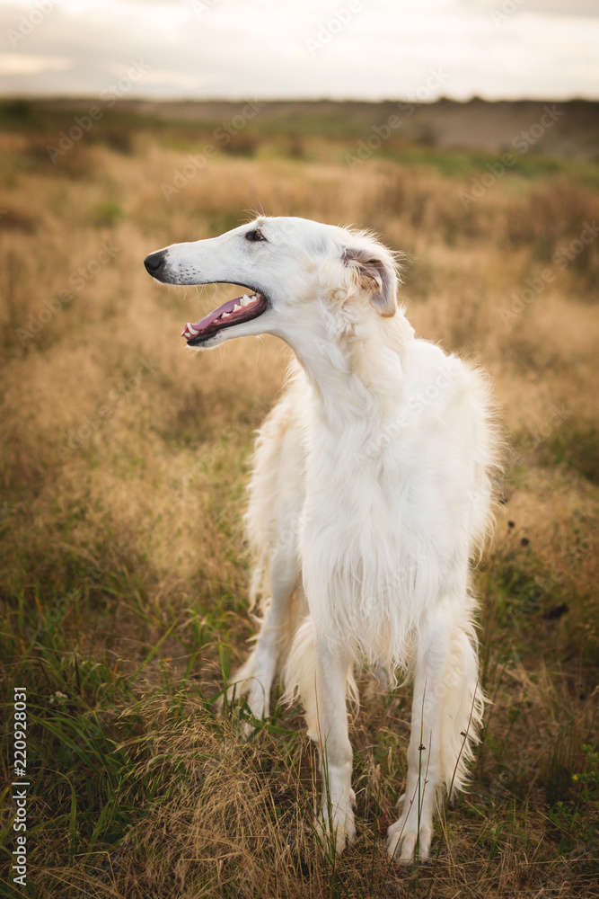 Profile Portrait of beautiful beige russian borzoi dog standing in the field ay sunset Profile Portrait of beautiful beige russian borzoi dog standing in the field ay sunset