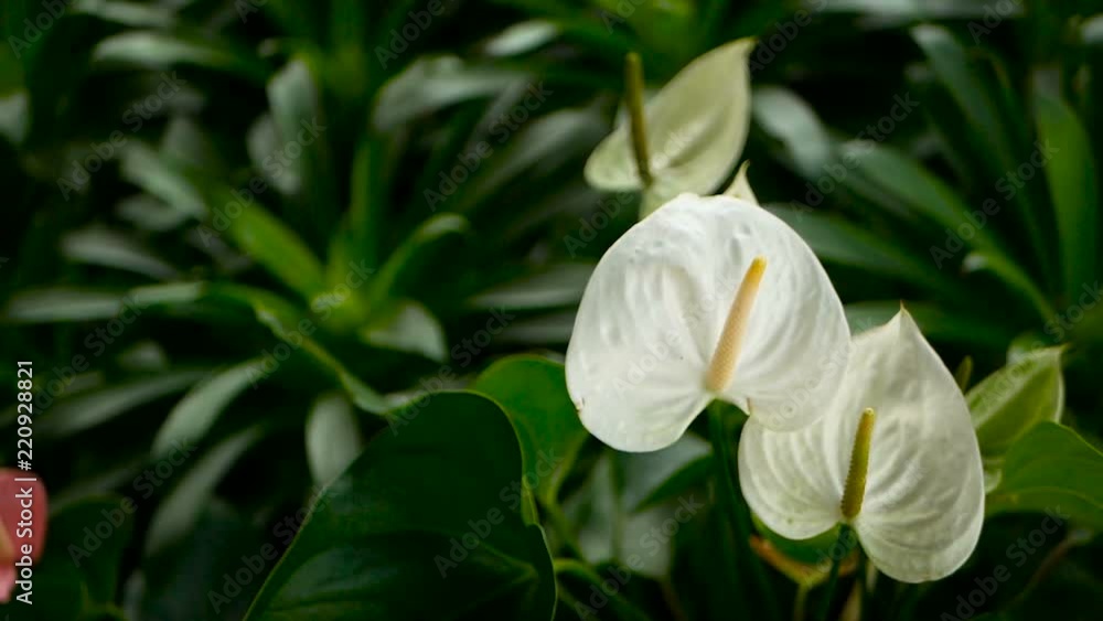 Wild delicate poisonous Calla lily with yellow stamen, family Araceae. Water-arum blooming in the garden as natural floral background. Gentle Exotic tropical flower looks out from green fresh leaves. Wild delicate poisonous Calla lily with yellow stamen, family Araceae. Water-arum blooming in the garden as natural floral background. Gentle Exotic tropical flower looks out from green fresh leaves.