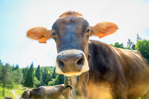 Cow close up view