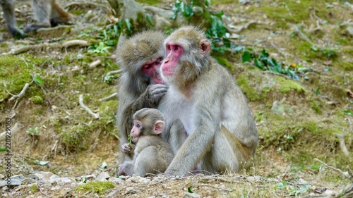 Japanischer Makake, wilde Affen mit rotem Gesicht © Omm-on-tour