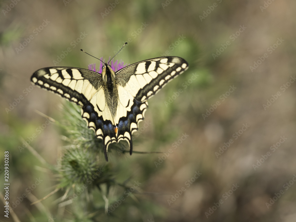Φωτογραφία Blick auf einen bunten Schmetterling (Schwalbenschwanz) mit ausgebreiteten Flügeln