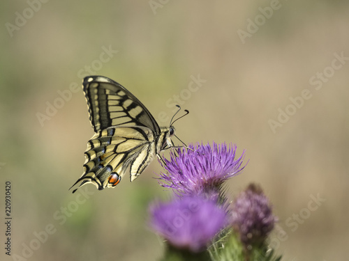 Ein Schmetterling (Schwalbenschwanz) sitzt auf einer violetten Blüte und saugt Nektar.