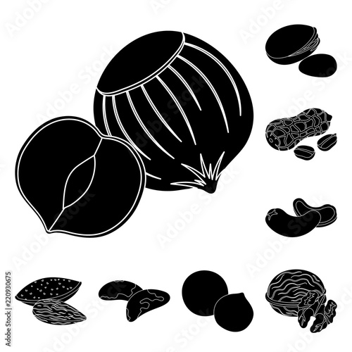 Different kinds of nuts black icons in set collection for design.Nut Food vector symbol stock web illustration. photo