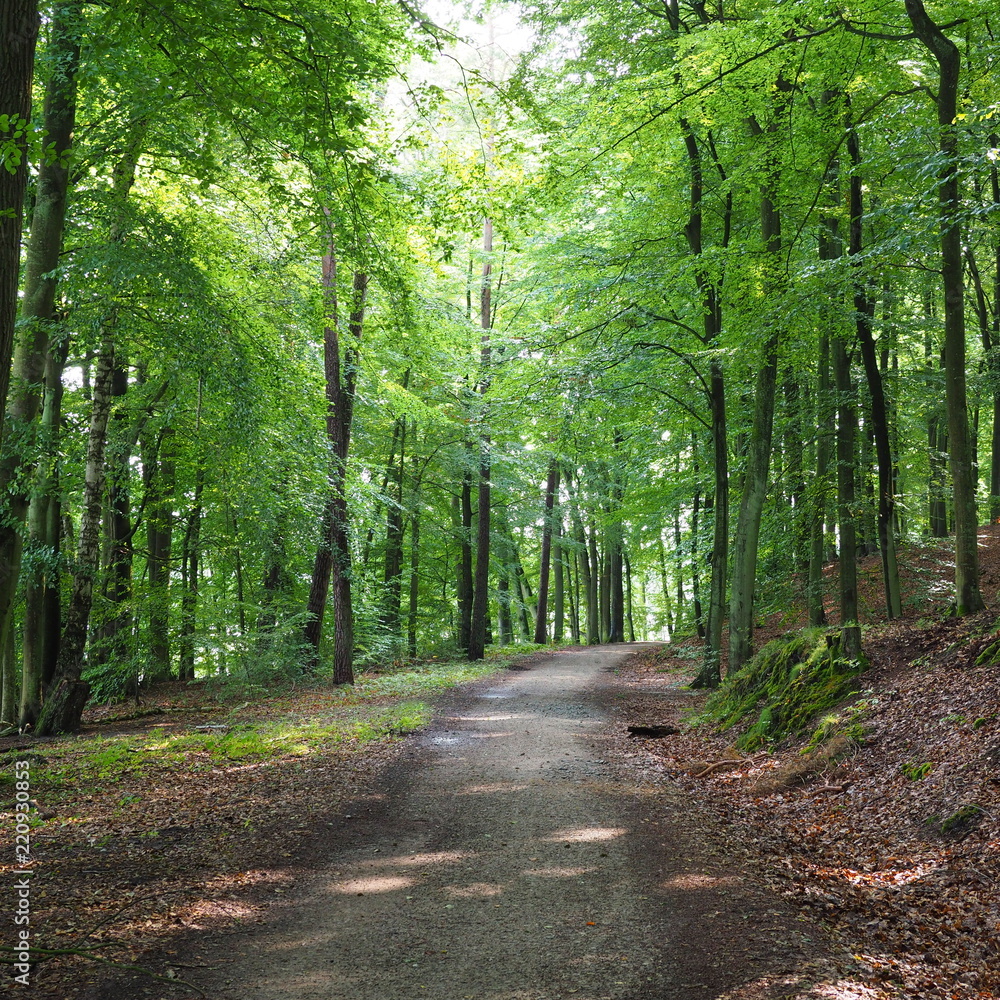Obraz premium Waldweg