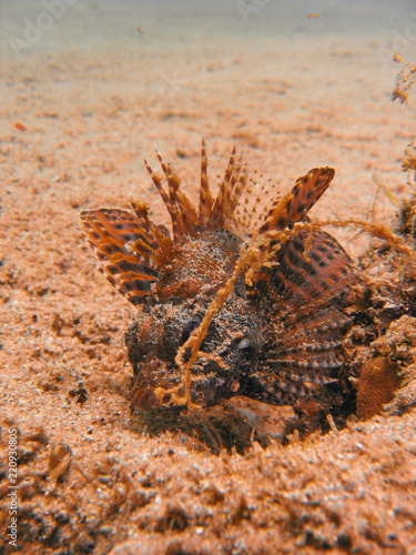 Underwater photo, scorpion fish in the Red Sea in Israel © ame kamura
