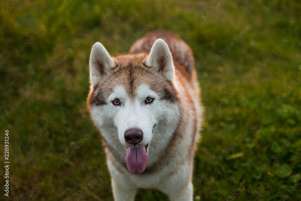 Close-up portrait of cute beige and white dog breed siberian husky standing in the grass in early fall at sunset