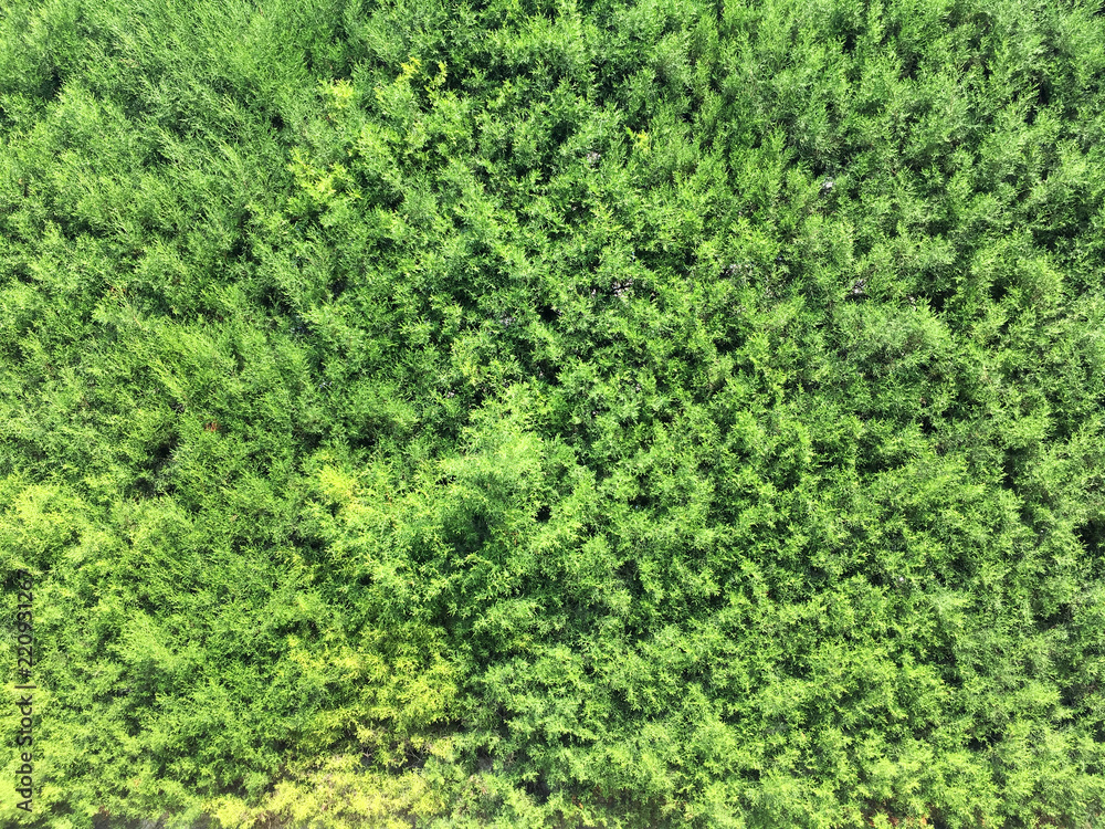 Pine Needles Texture In Summer Garden Plant Hedge Pine Needles Texture In Summer Garden Plant Hedge