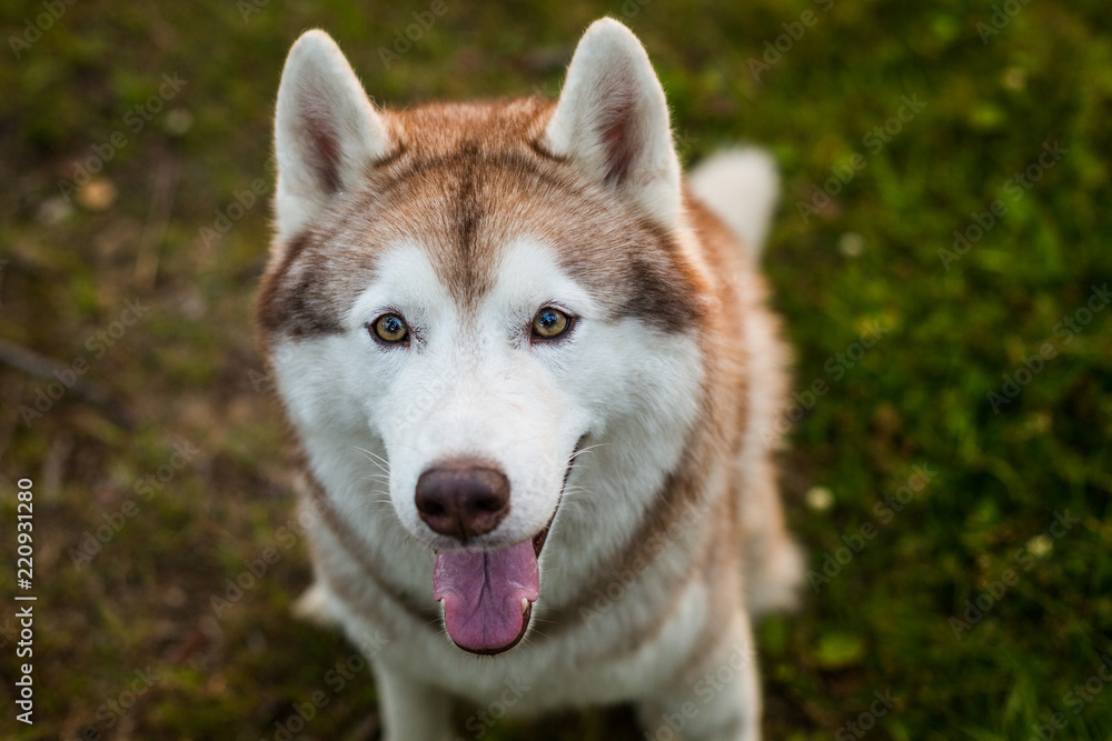 Close-up portrait of cute beige and white dog breed siberian husky sitting in the grass in early fall at sunset