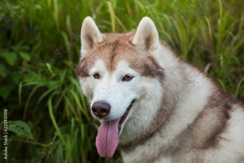 Close-up ortrait of free and beautiful beige and white dog breed siberian husky sitting in the grass in early fall