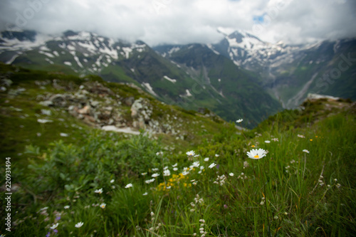 Landscape of Alpen mountains with meadow full of colorful flowers © Viktorie