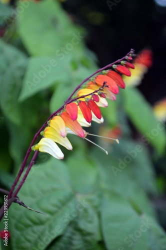 colorful (white yellow, red) flowers of ipomoea lobata photo