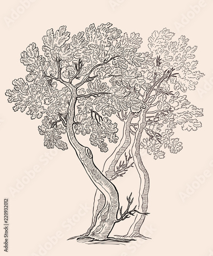 Vector illustration of the small oak trees