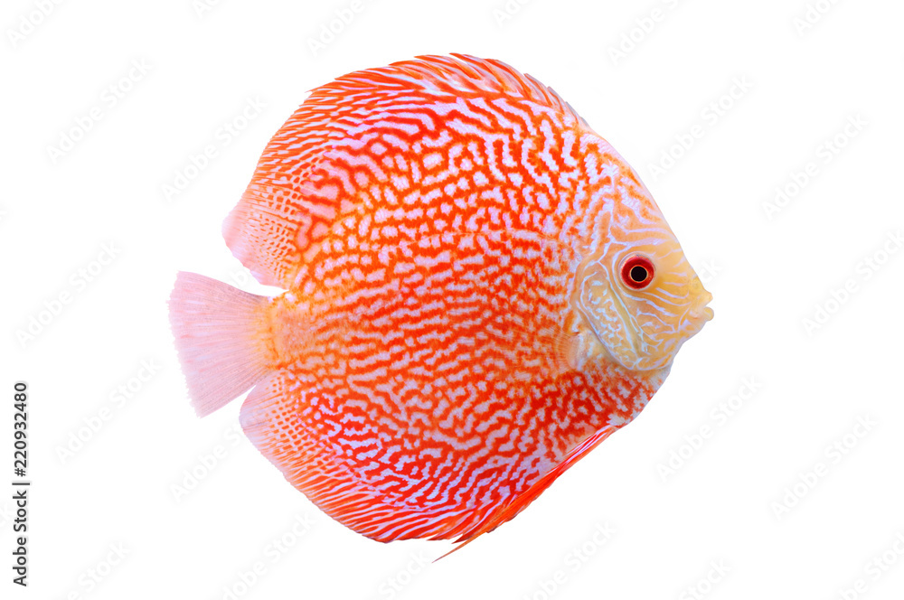 Spotted orange red discus fish isolated on white background. Beautiful  freshwater aquarium fish Stock Photo | Adobe Stock