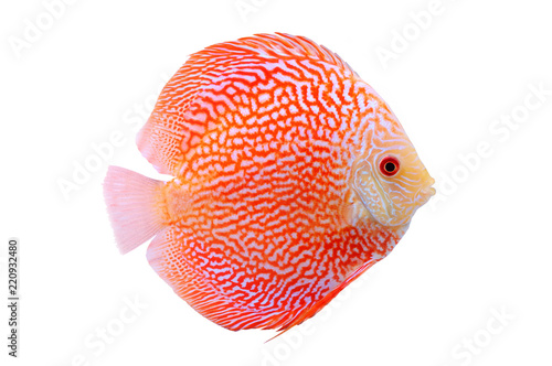 Quadro su tela Spotted orange red discus fish isolated on white background