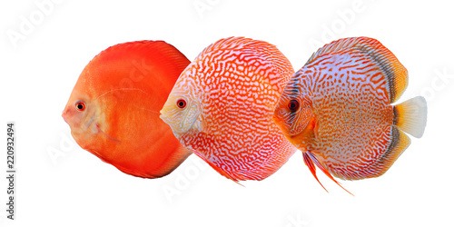 Photography Group of three bright and colorful discus fishes isolated on white background