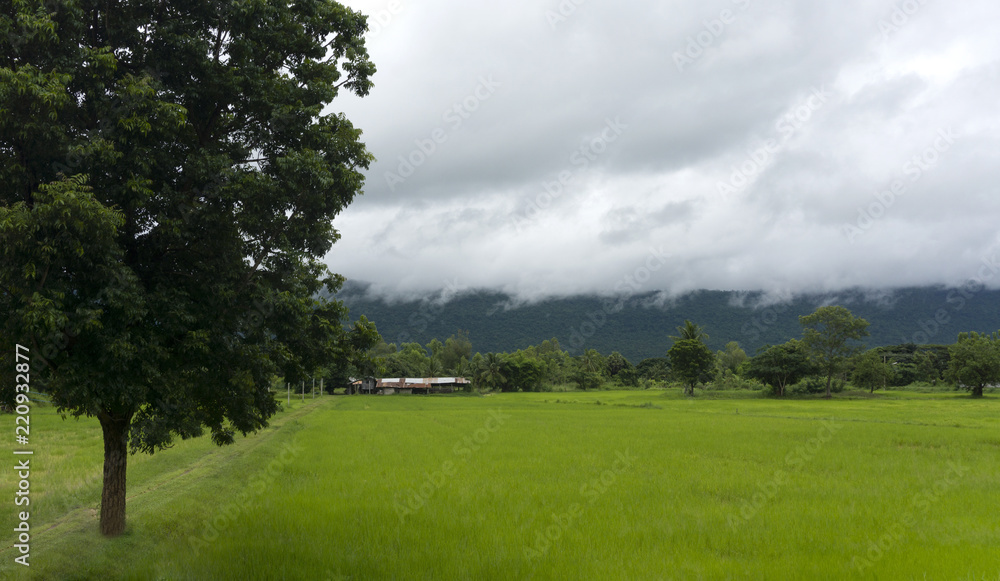 Rice fields Landscape beautiful with blue sky and cloud background,Copy Space, Panorama view.