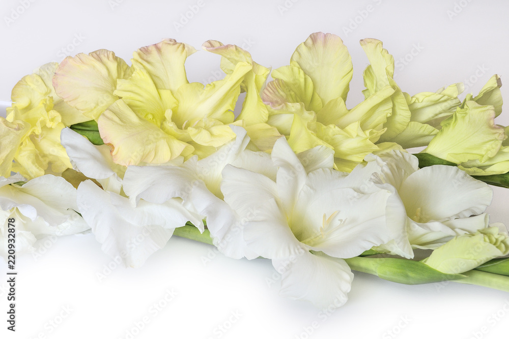 Obraz premium Gentle white and yellow gladiolus flowers close up, isolated on a white background