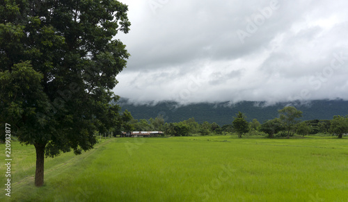 Rice fields Landscape beautiful with blue sky and cloud background,Copy Space, Panorama view. © KK Studio