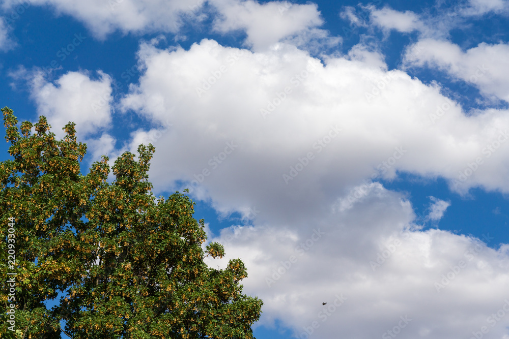 Baum und Himmel