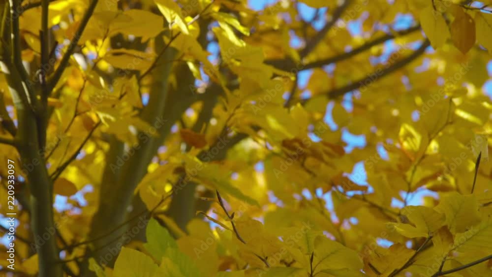 Autumn Impressions - beautiful tree with autumn foliage - tilting camera - ProRes Autumn Impressions - beautiful tree with autumn foliage - tilting camera - ProRes