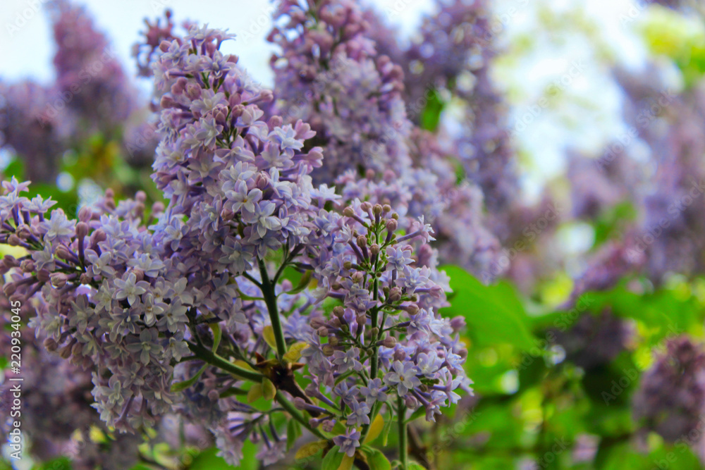 Springtime background. Beautiful blossom tree. Violet flowers. Selective focus Springtime background. Beautiful blossom tree. Violet flowers. Selective focus