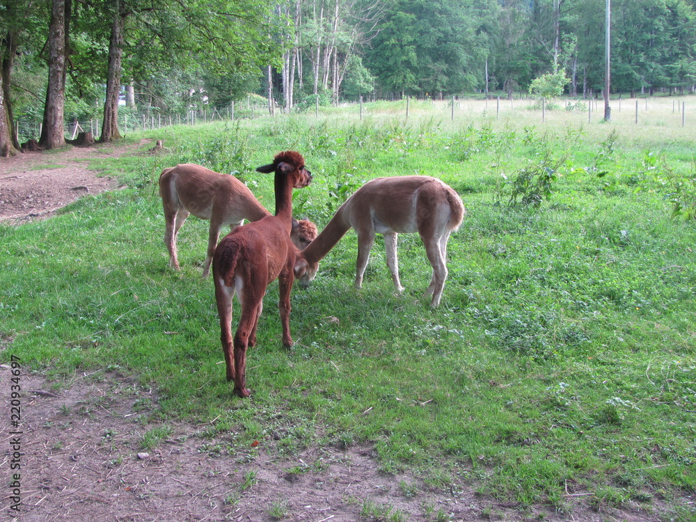 Three young doe graze in a meadow Three young doe graze in a meadow