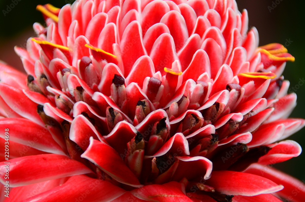 Fackel-Ingwer-Blüte in Costa Rica