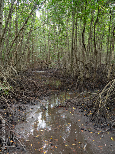 Mangrove forest at Kung Krabean  Chantraburi