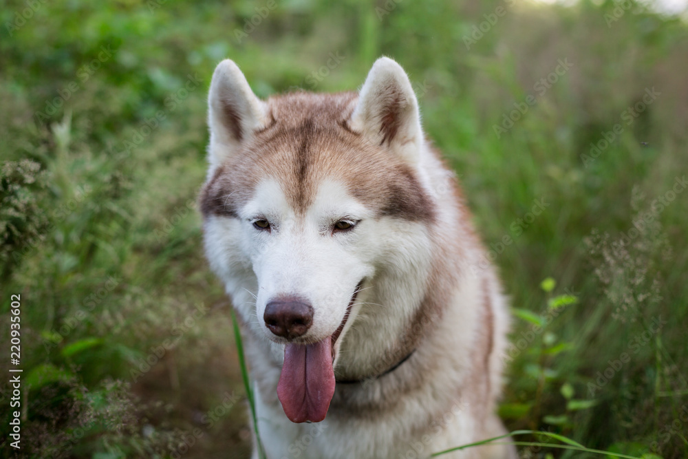 Close-up Portrait of beautiful beige and white siberian husky dog is in the green grass at sunset