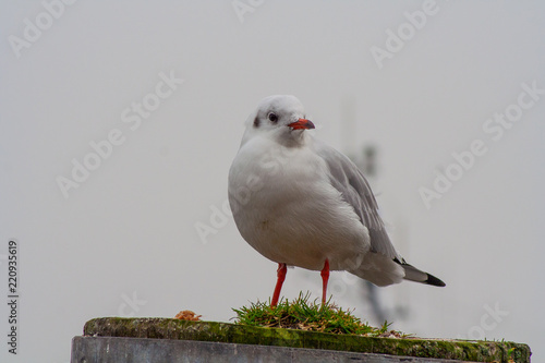 Möwe, Seemöwe, Lachmöwe im Hamburger Hafen 