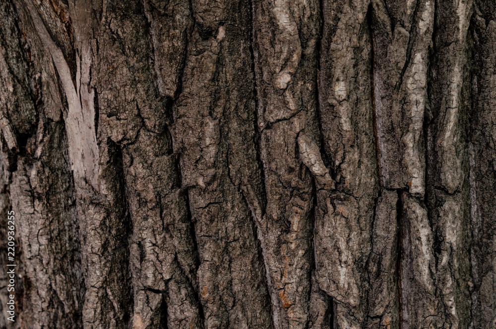 Tree bark texture background. abstract nature concept Tree bark texture background. abstract nature concept