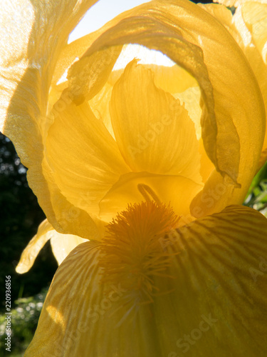 yellow iris  Iridaceae