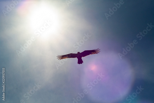 Rabe fliegt an der Sonne vorbei mit Flügeln und gespreitztem Federkleid © Frank