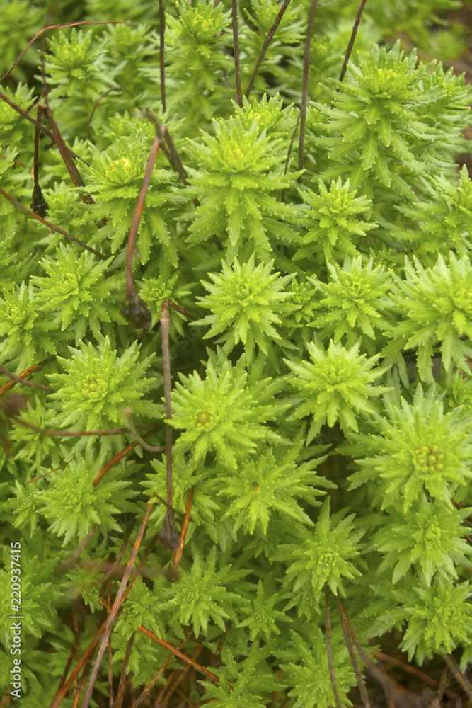 Green wild plant bush at Uttarakhand, India Green wild plant bush at Uttarakhand, India