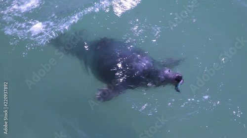 Seal looking for fish in a harbour
