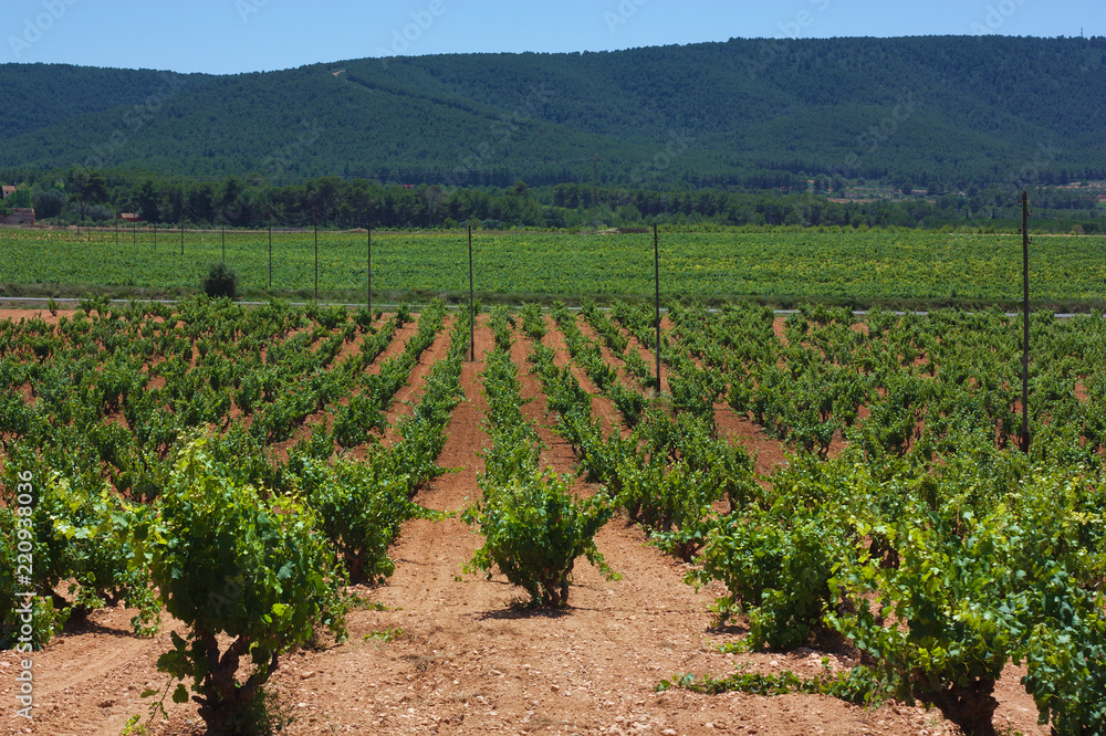 A beautiful landscape of green vineyard fields