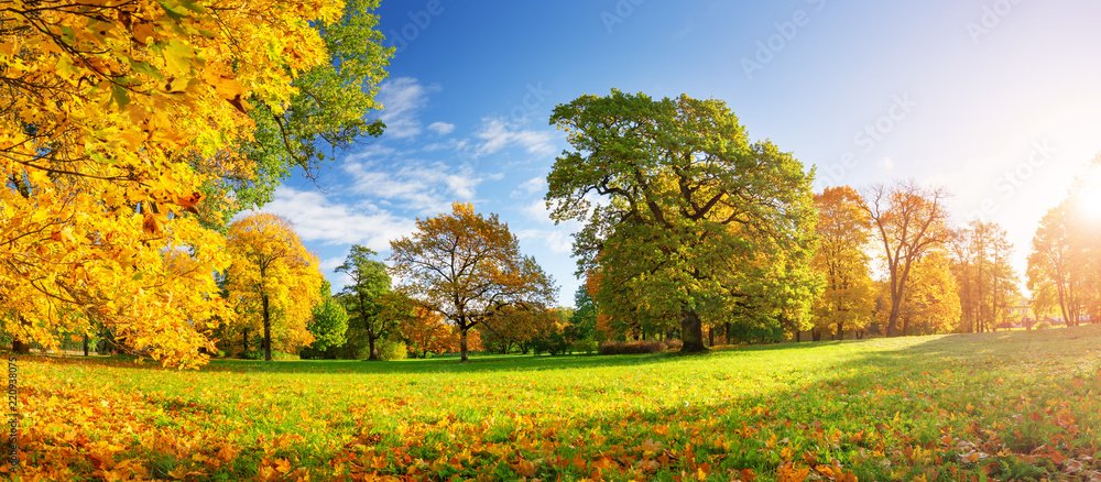 trees with multicolored leaves in the park - obrazy, fototapety, plakaty 