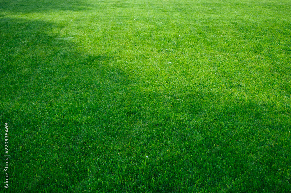 Green grass, lawn texture