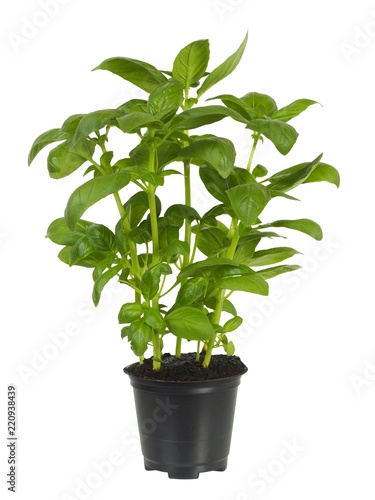 Basil plant in flower pot